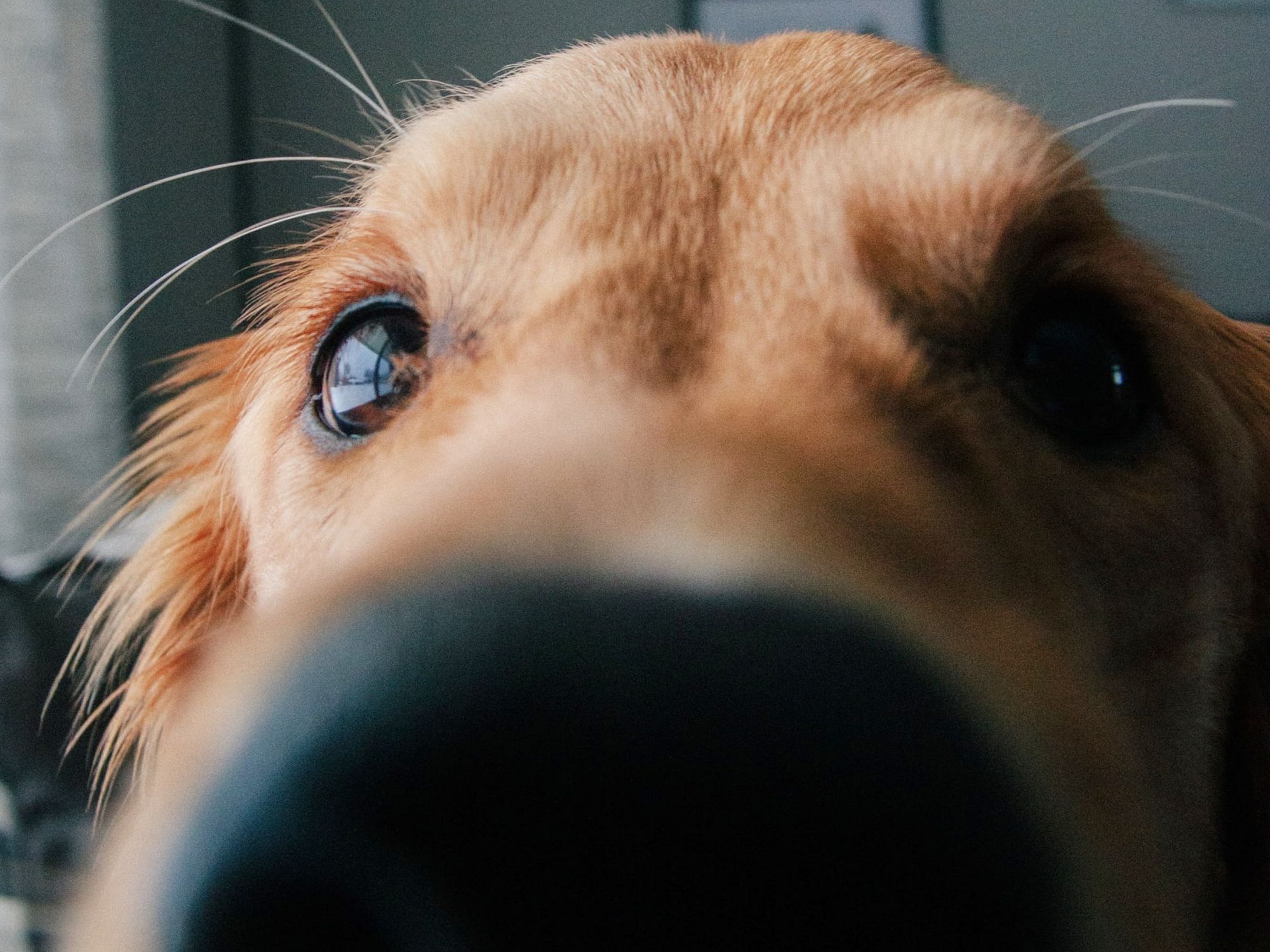 Why are my dog’s eyes red?